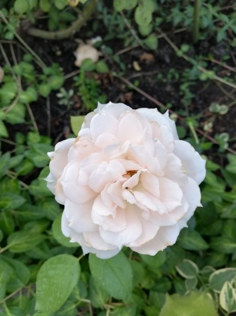  - Gradina august 2019