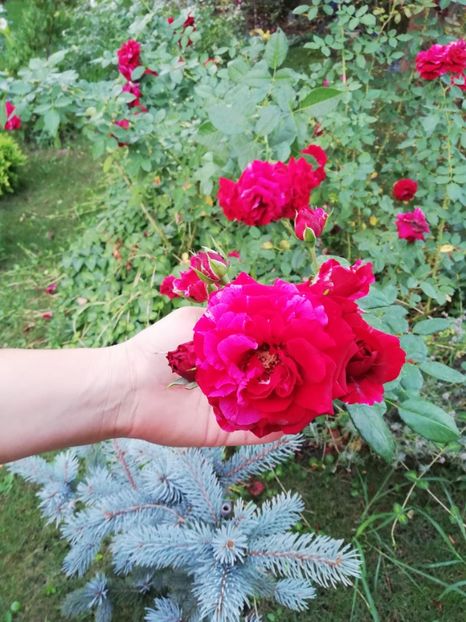  - Gradina august 2019