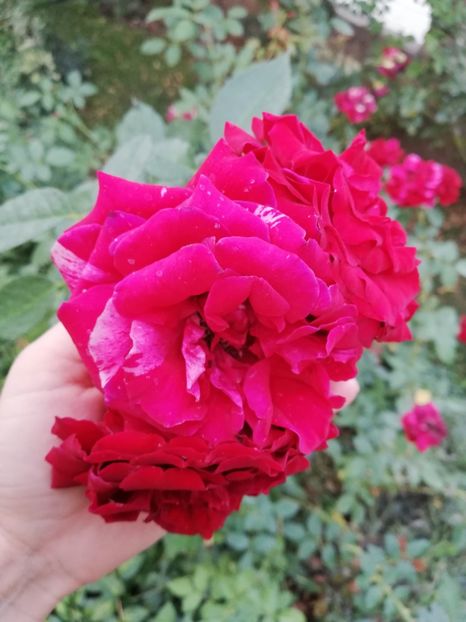  - Gradina august 2019