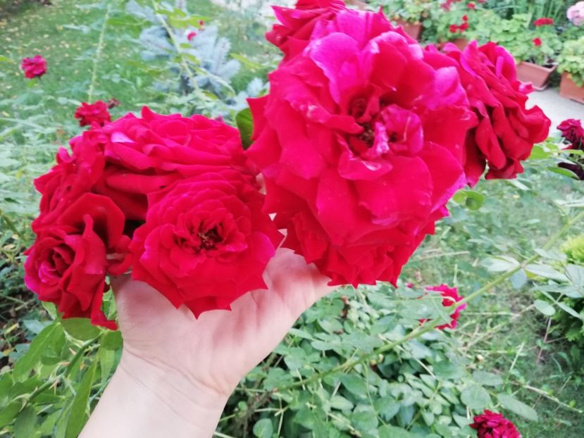  - Gradina august 2019