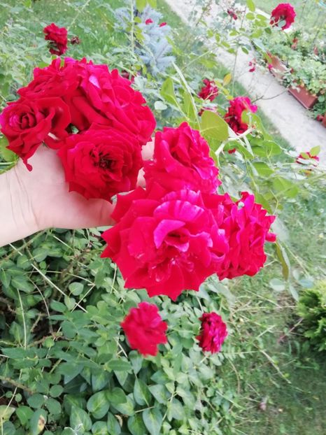  - Gradina august 2019