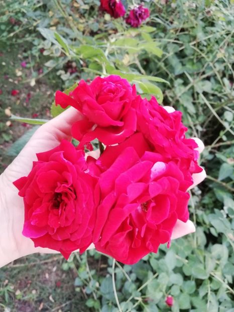  - Gradina august 2019