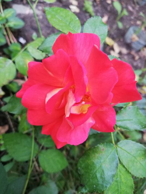  - Gradina august 2019