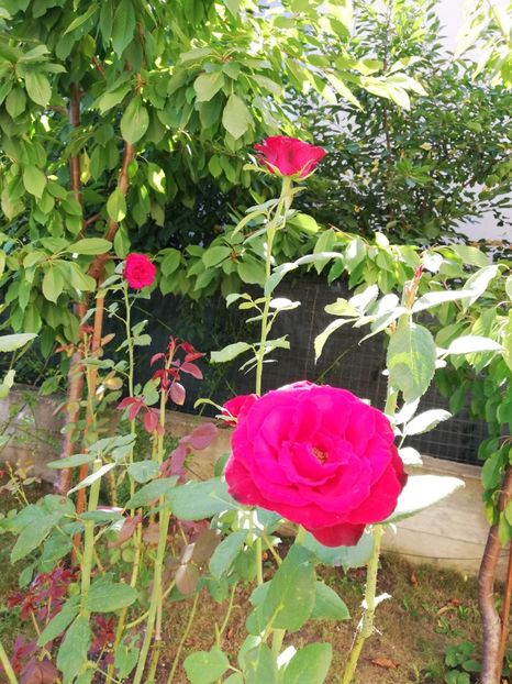  - Gradina august 2019