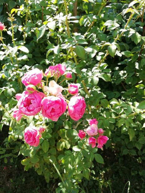  - Gradina august 2019