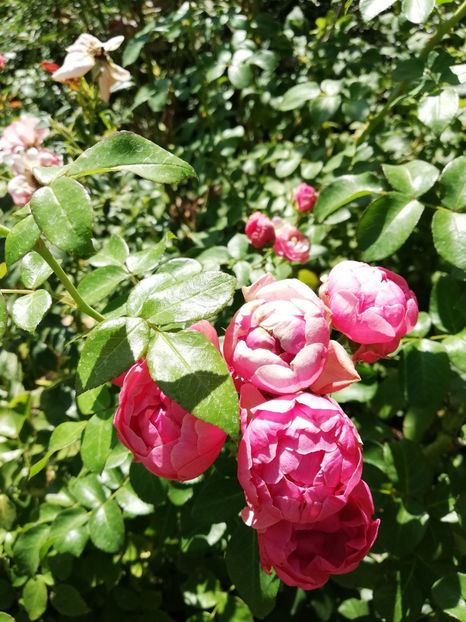 - Gradina august 2019