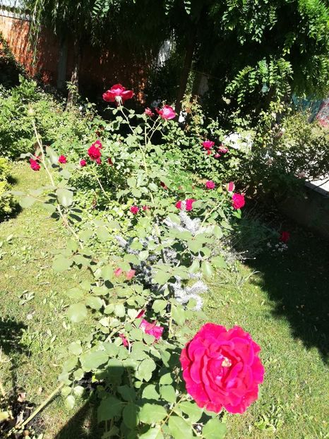  - Gradina august 2019