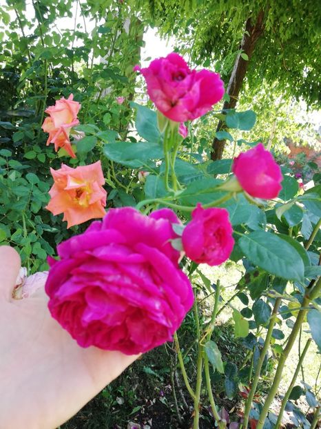  - Gradina august 2019