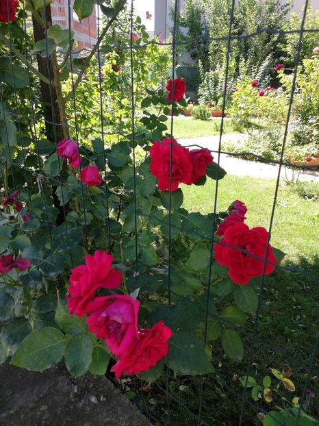  - Gradina august 2019