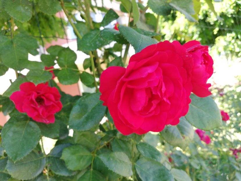  - Gradina august 2019