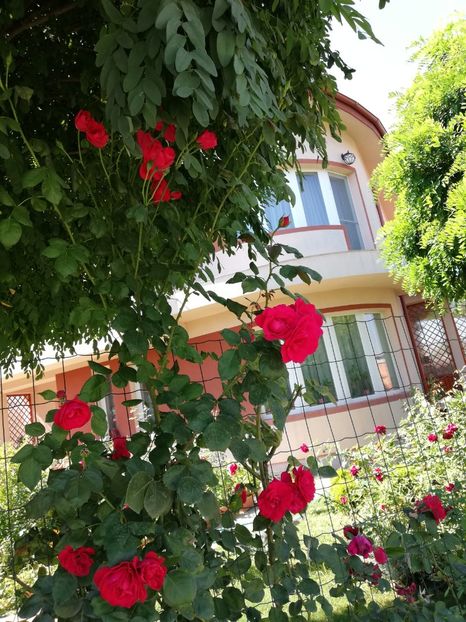  - Gradina august 2019