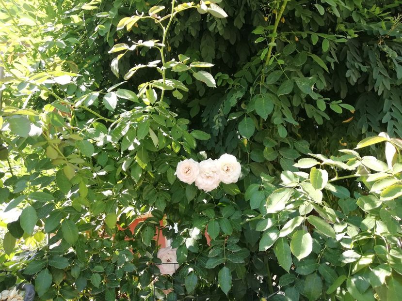  - Gradina august 2019