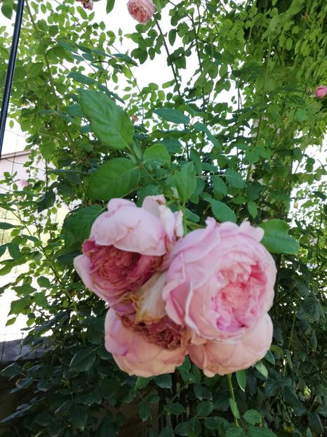  - Gradina august 2019
