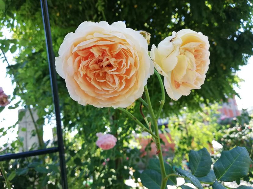  - Gradina august 2019