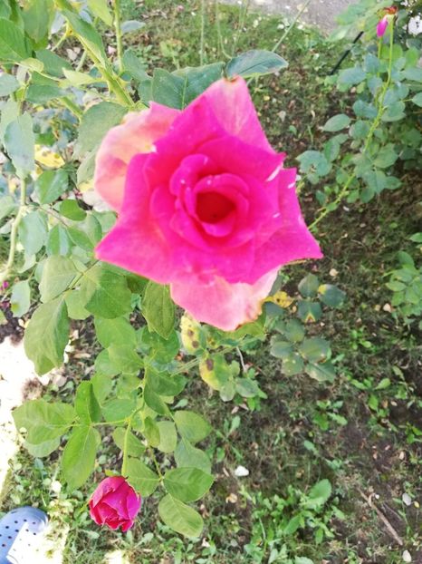  - Gradina august 2019
