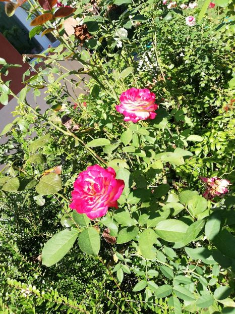  - Gradina august 2019