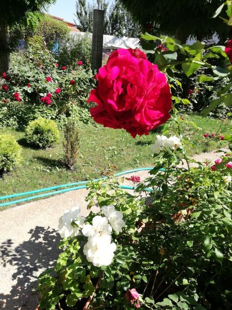  - Gradina august 2019