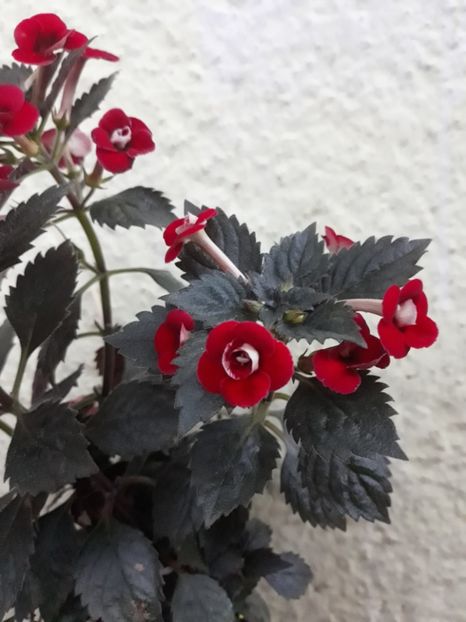  - 1 2020 - Petite Fadette