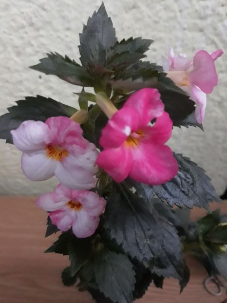  - 001 2021 - Christmas Lollypop