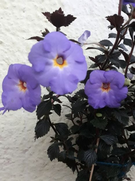  - 001 2021 - Crowning Day