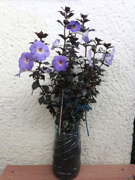  - 001 2021 - Crowning Day