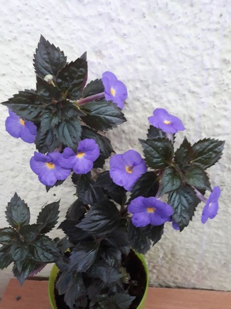  - 0001 2022 - The Lone Star