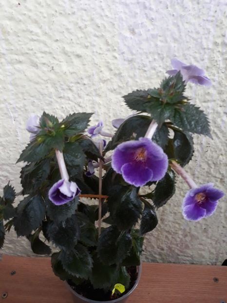  - 0001 2022 - Charles Martel