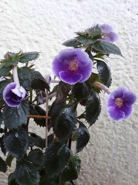  - 0001 2022 - Charles Martel