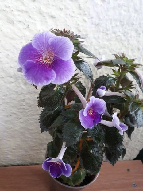  - 0001 2022 - Charles Martel