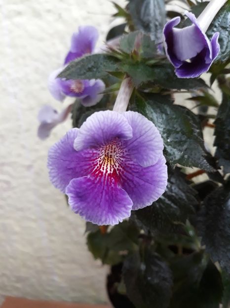  - 0001 2022 - Charles Martel