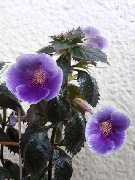  - 0001 2022 - Charles Martel