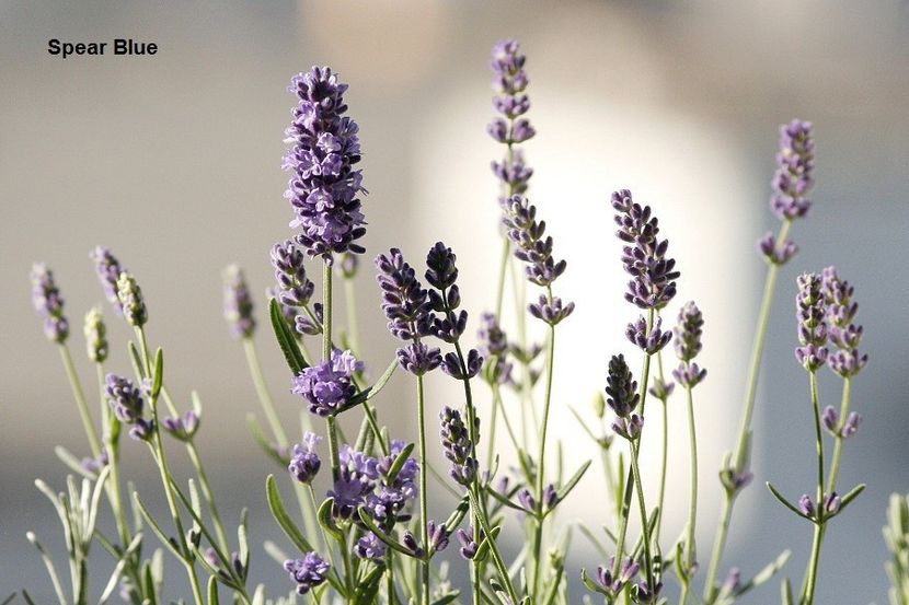 toamna vine mai devreme - 01 Lavanda