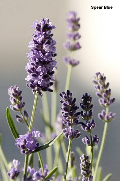 16.08.19 - 01 Lavanda