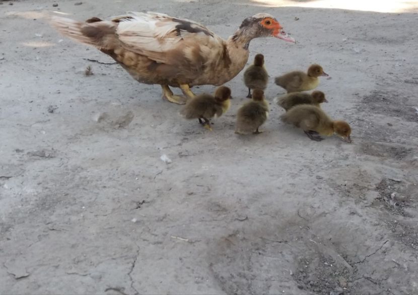  - Boboci ciocolatii 2019