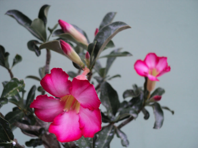 15 aug.2019 - ADENIUM