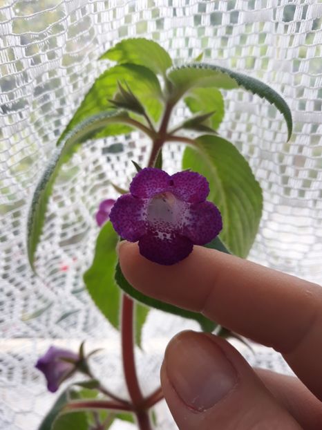  - Achimenes 2019