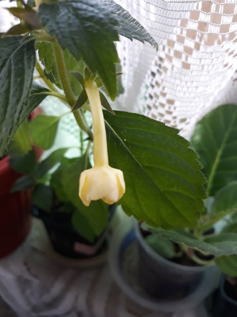  - Achimenes 2019