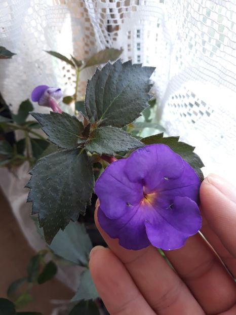  - Achimenes 2019