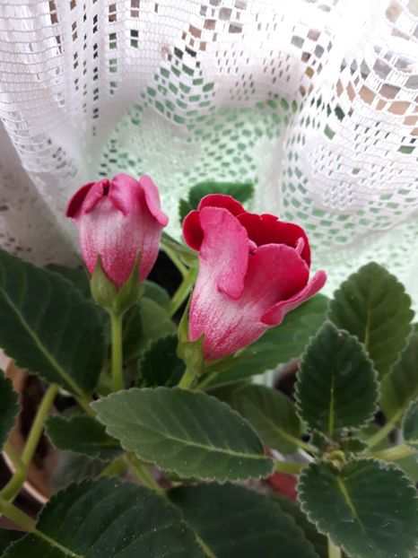  - Gloxinia 2019