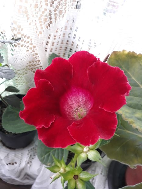  - Gloxinia 2019