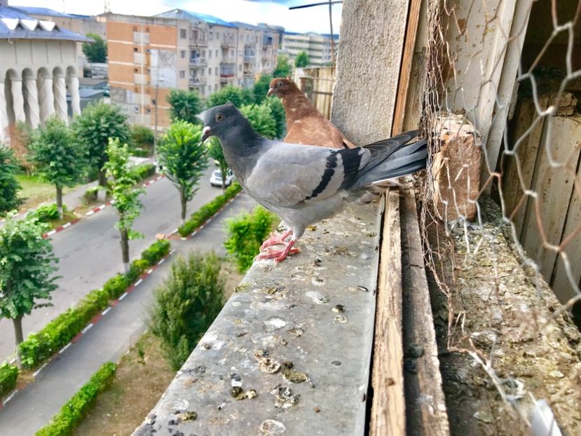 A1CFE73D-1114-47F5-8AF1-AB924A12D4F3 - Pui Zburator Beograd