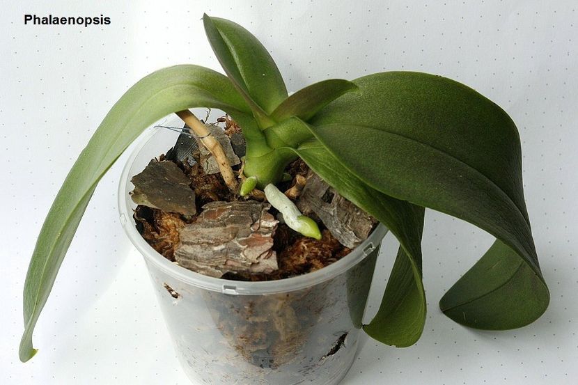 16.08.19 - 2 Transplant phalaenopsis