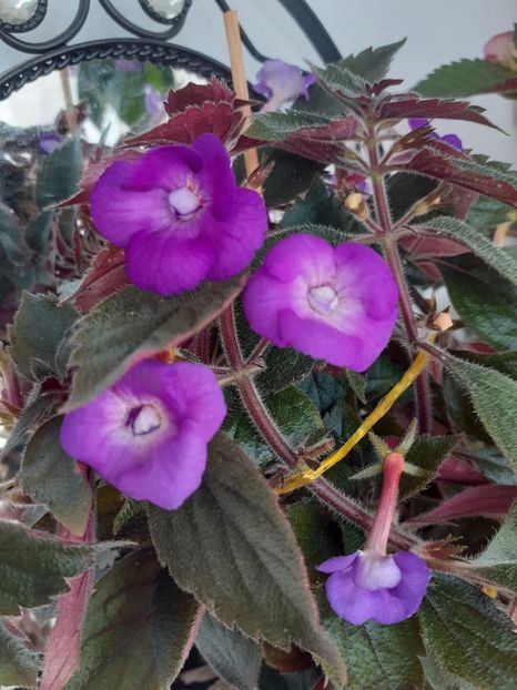  - Violaceea semiplena