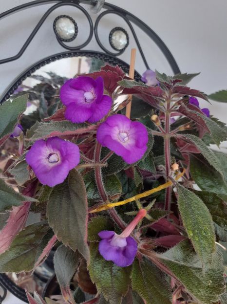  - Violaceea semiplena