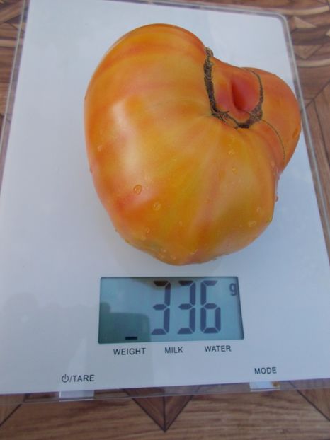  - SEMINTE ROSII - T 371 GRANDMA VINEY S YELLOW