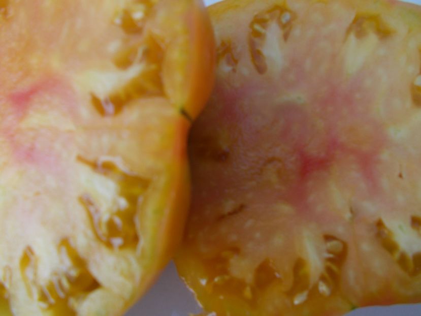  - SEMINTE ROSII - T 371 GRANDMA VINEY S YELLOW