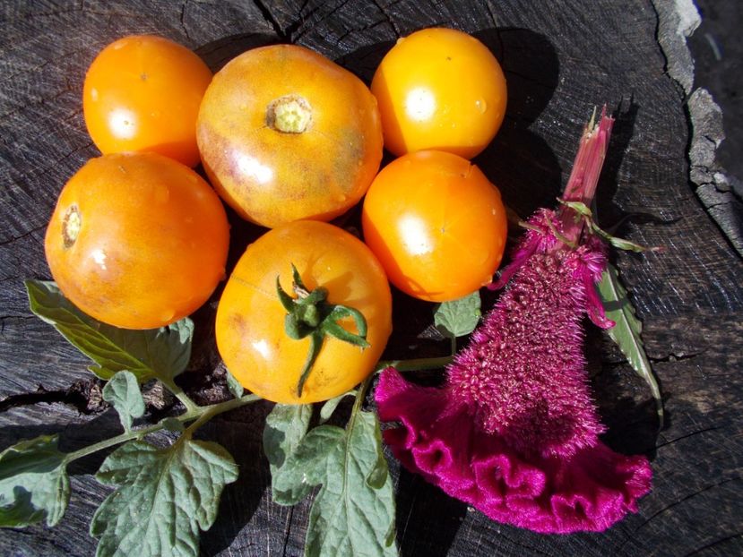  - SEMINTE ROSII - T 373 ORANGE FLESHED PURPLE SMUDGE