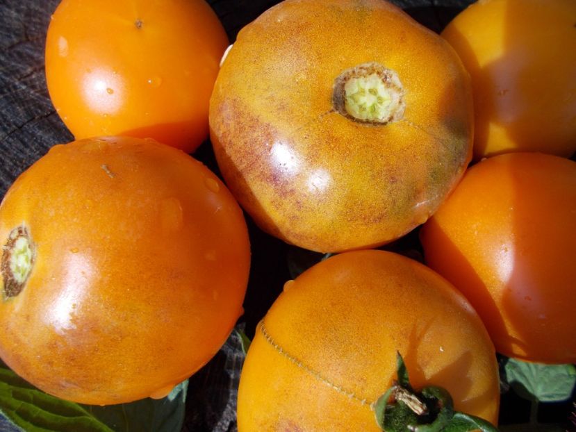  - SEMINTE ROSII - T 373 ORANGE FLESHED PURPLE SMUDGE