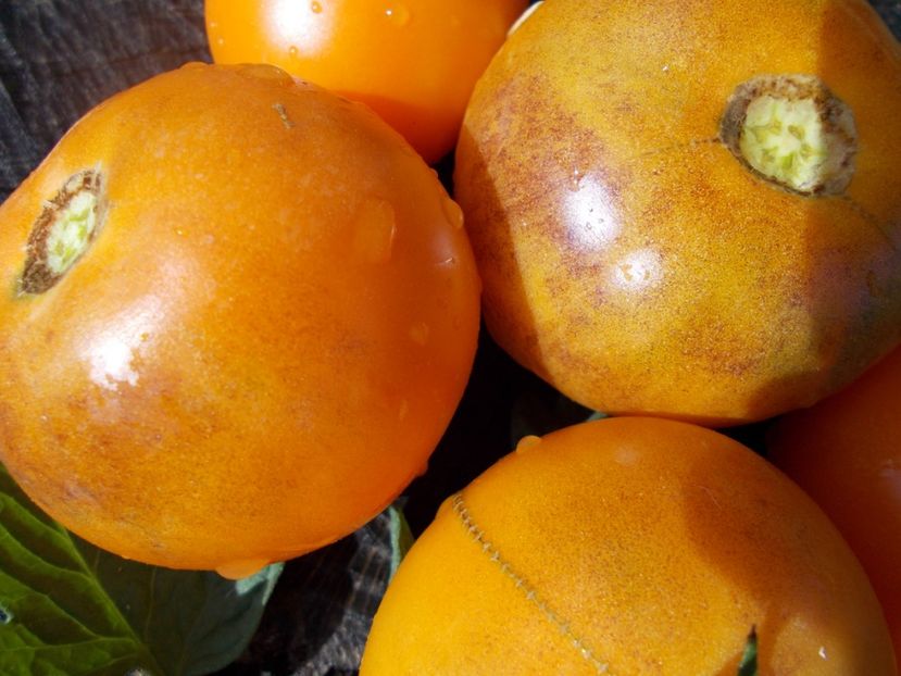  - SEMINTE ROSII - T 373 ORANGE FLESHED PURPLE SMUDGE