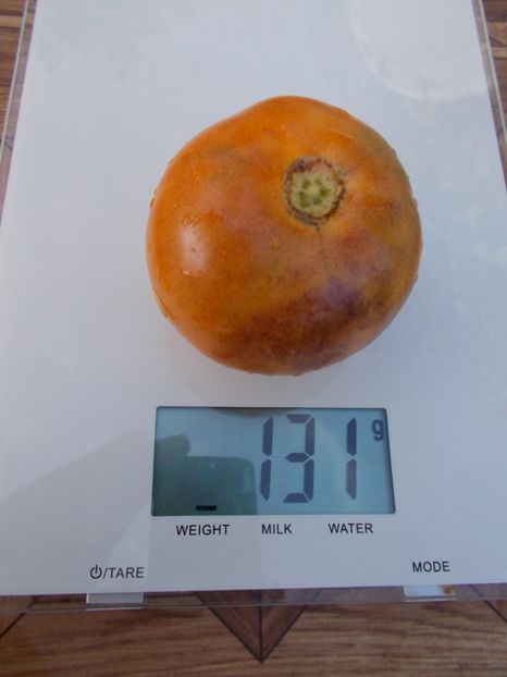  - SEMINTE ROSII - T 373 ORANGE FLESHED PURPLE SMUDGE